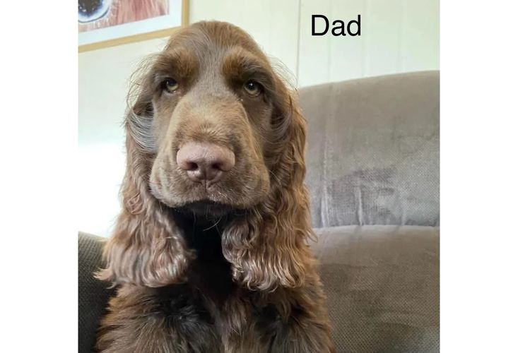 Shagmoore Cocker Spaniels