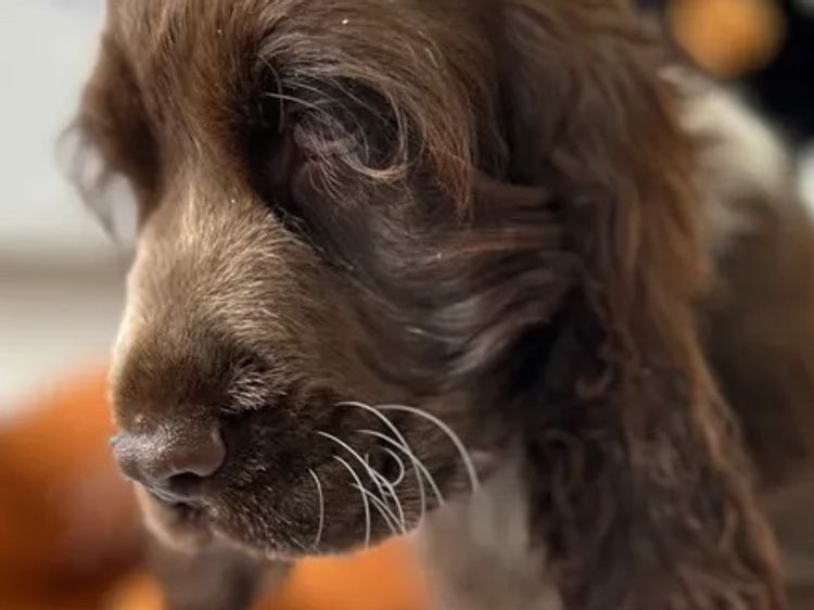Shagmoore Cocker Spaniels