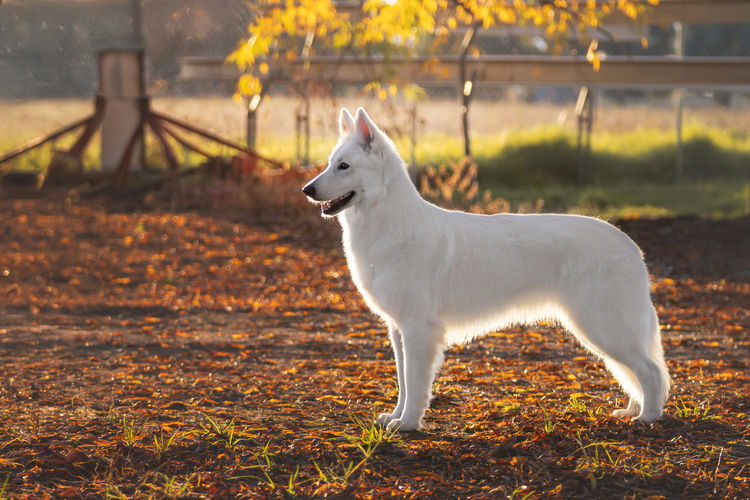 Beljekali White Swiss Shepherds