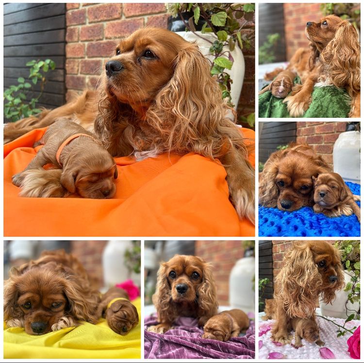 CavCreations -  Cavaliers and Cavoodles