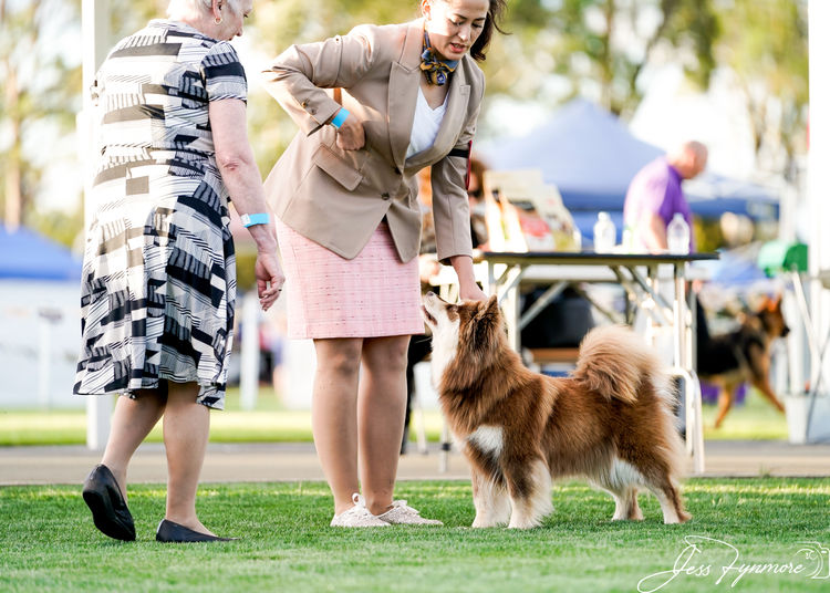 Aamurusko Finnish Lapphunds