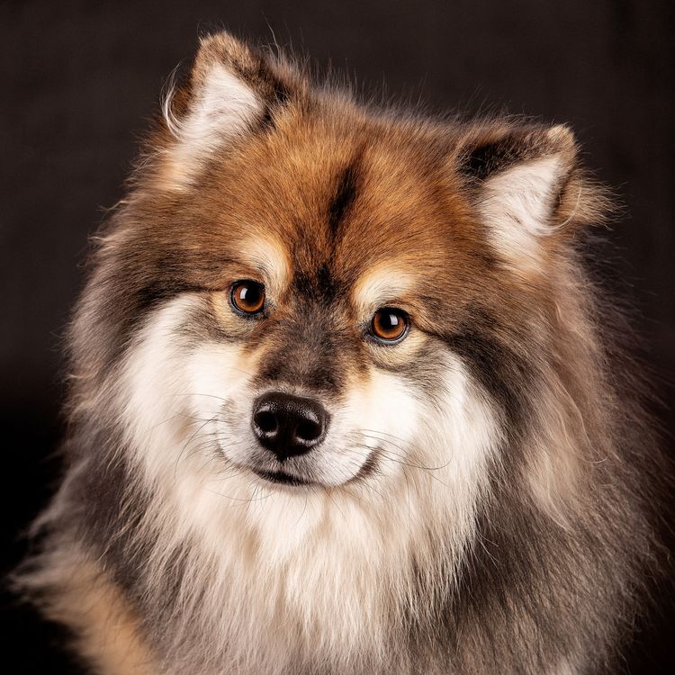 Aamurusko Finnish Lapphunds