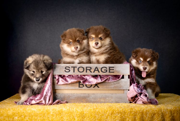 Aamurusko Finnish Lapphunds