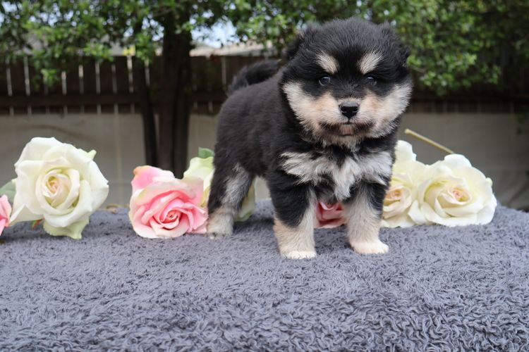 Aamurusko Finnish Lapphunds