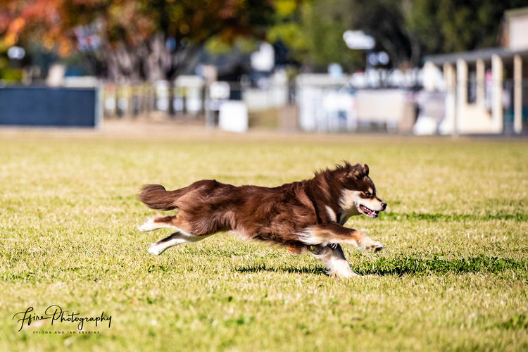 Aamurusko Finnish Lapphunds