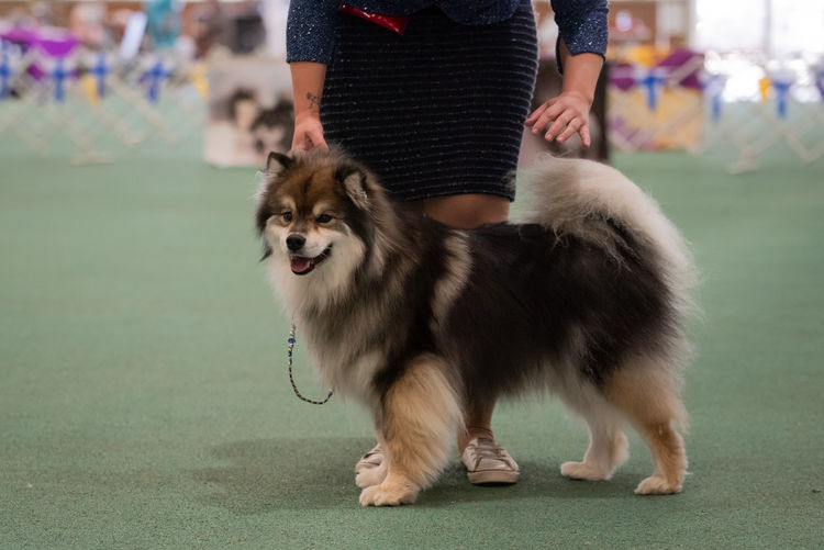 Aamurusko Finnish Lapphunds