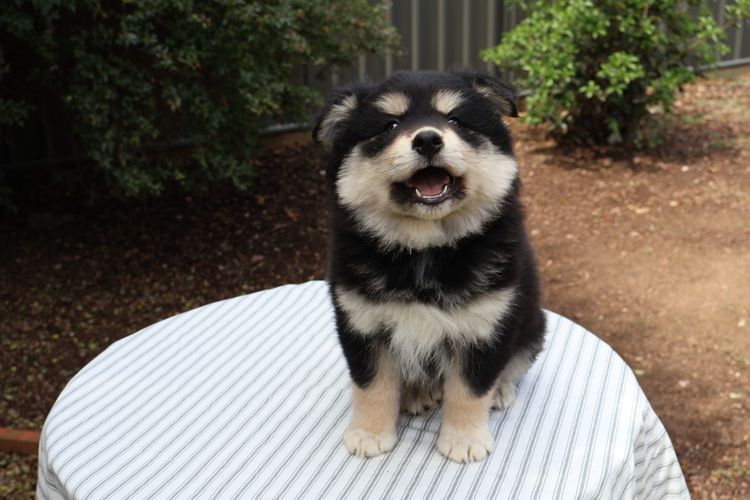 Aamurusko Finnish Lapphunds