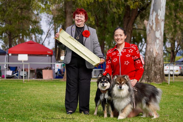 Aamurusko Finnish Lapphunds
