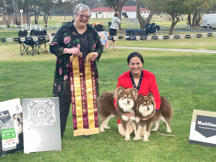 Aamurusko Finnish Lapphunds