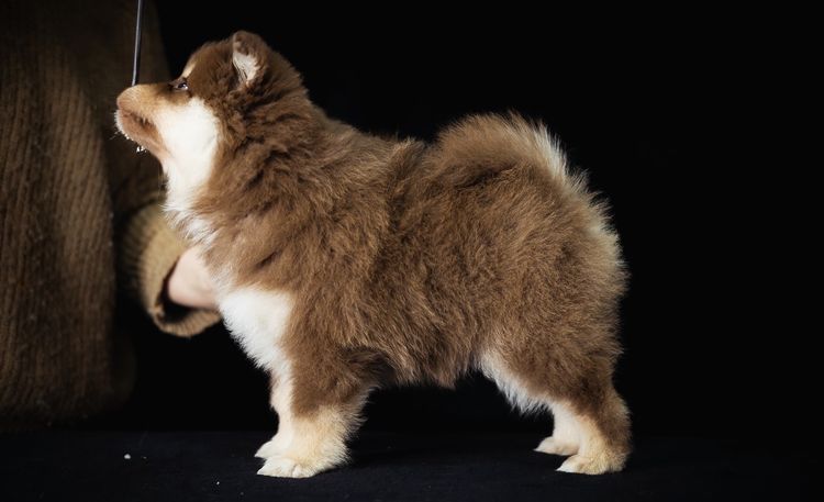 Aamurusko Finnish Lapphunds