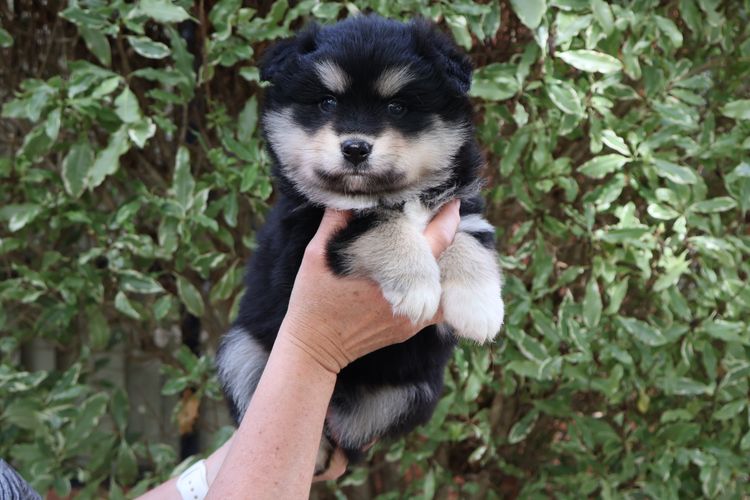Aamurusko Finnish Lapphunds