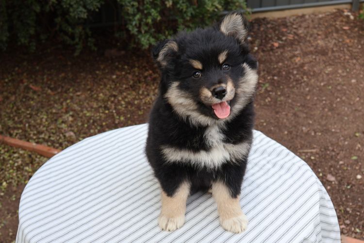 Aamurusko Finnish Lapphunds