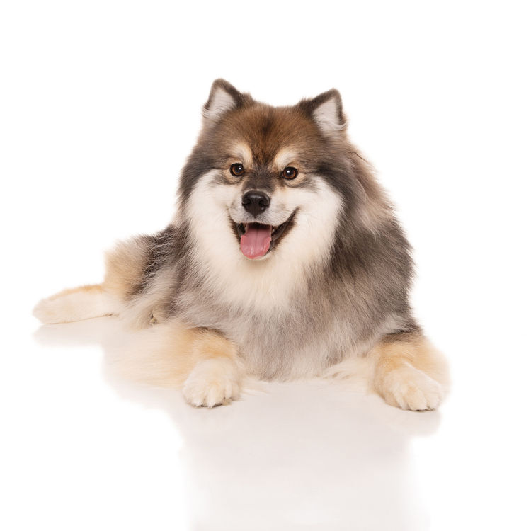 Aamurusko Finnish Lapphunds