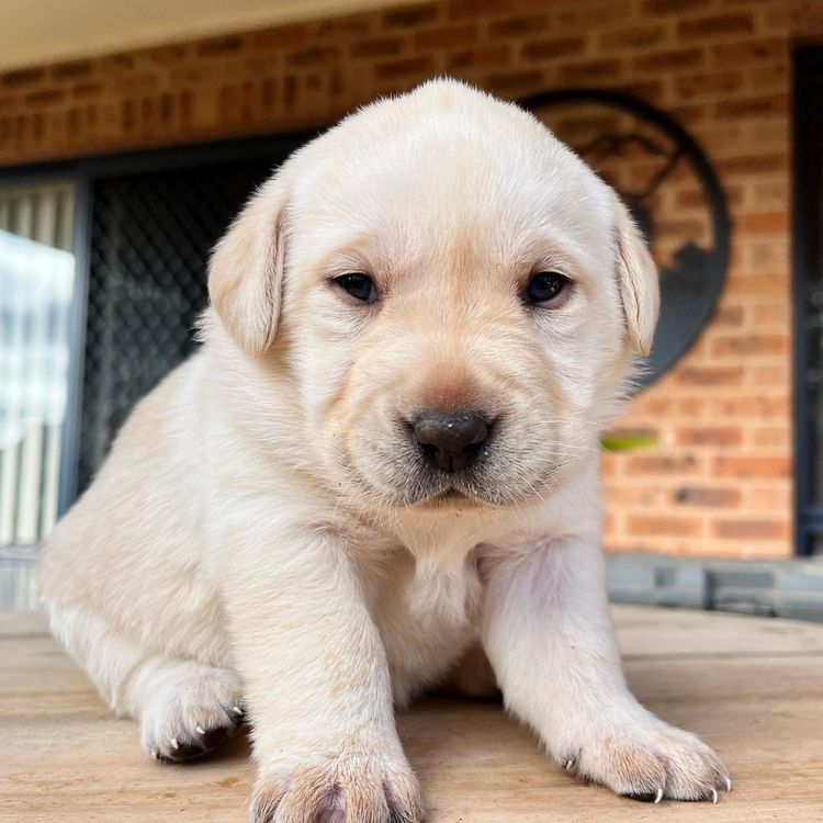 Gracevale Labradors