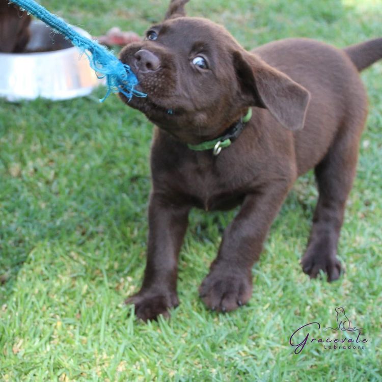 Gracevale Labradors