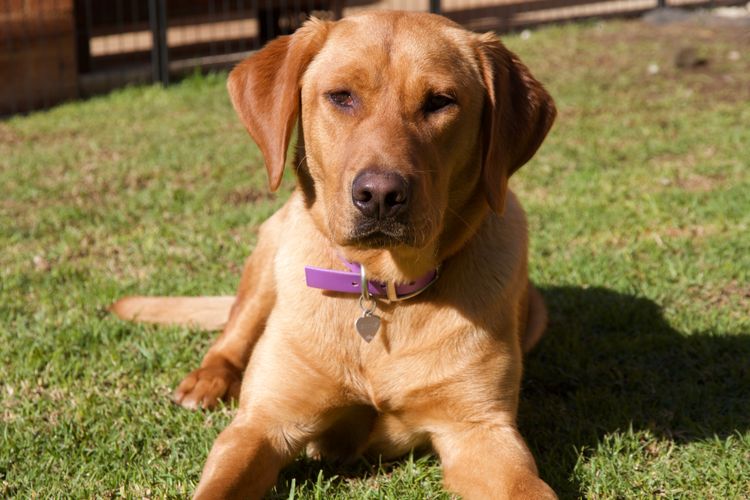 Gracevale Labradors