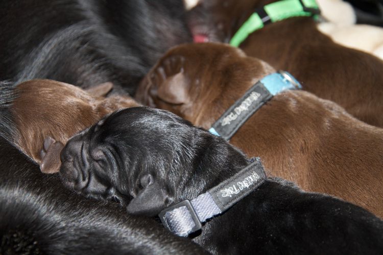 Gracevale Labradors