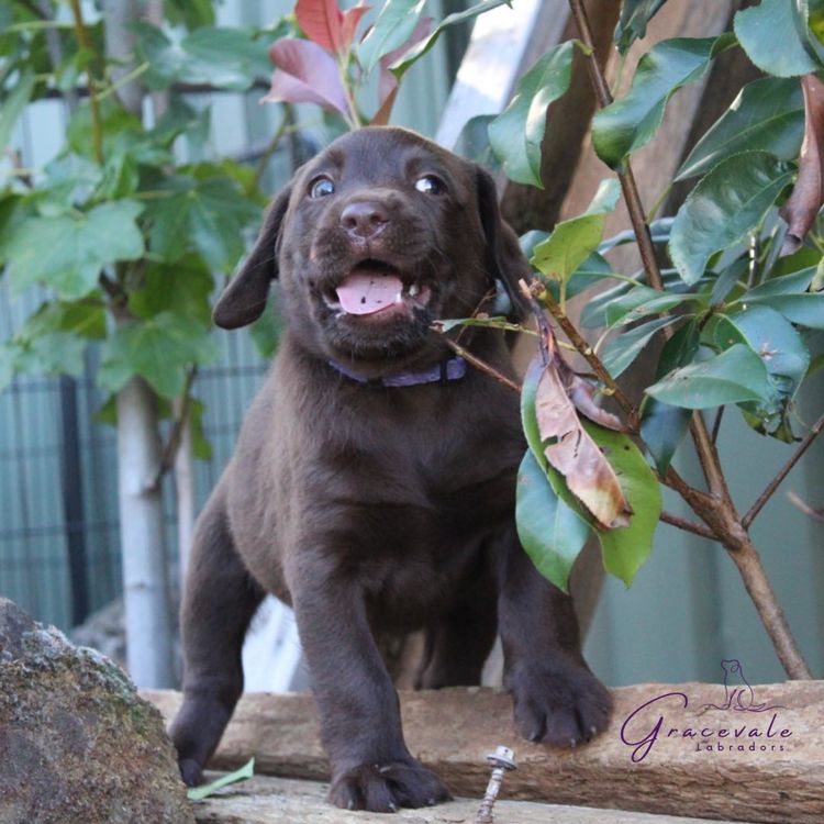 Gracevale Labradors