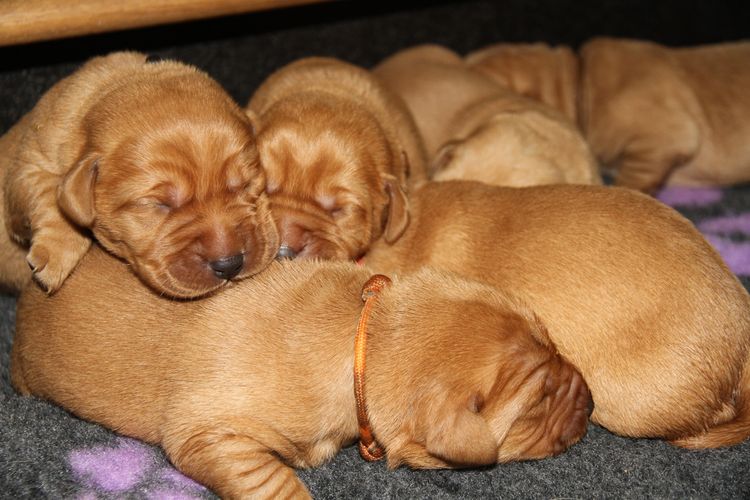 Gracevale Labradors