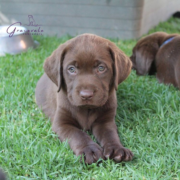 Gracevale Labradors