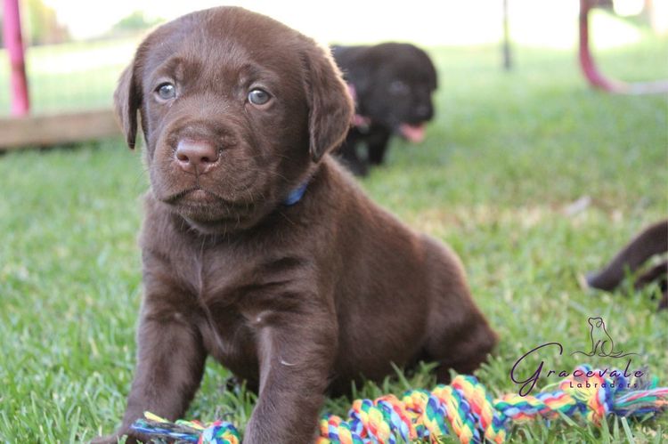 Gracevale Labradors