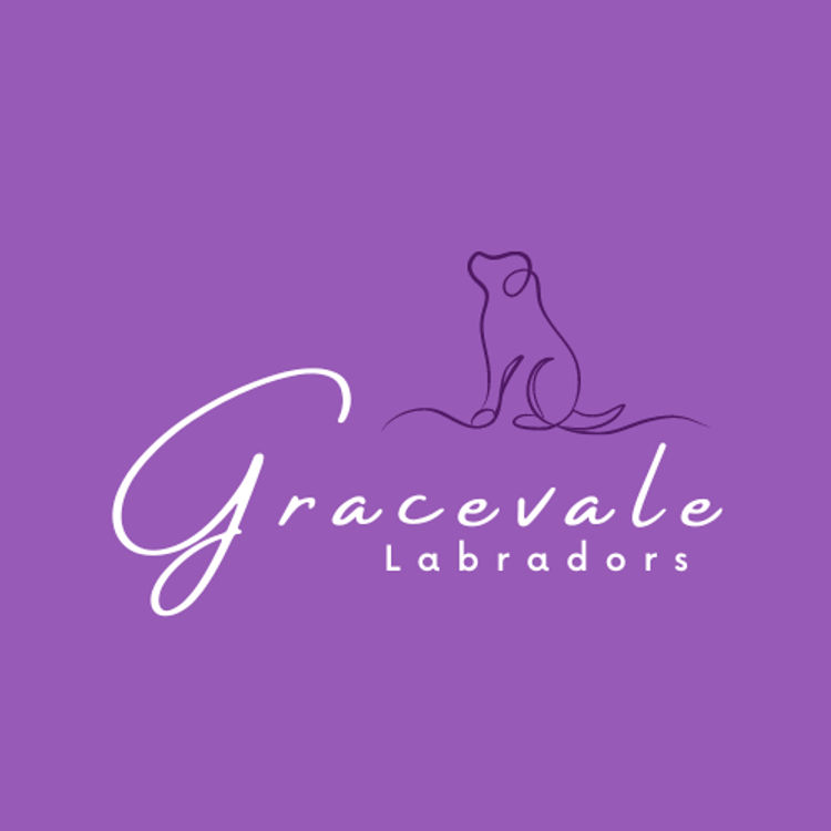 Gracevale Labradors