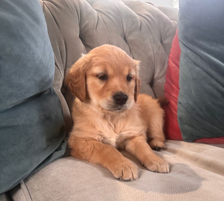 Caidia Retrievers MDBA Registered Pedigree