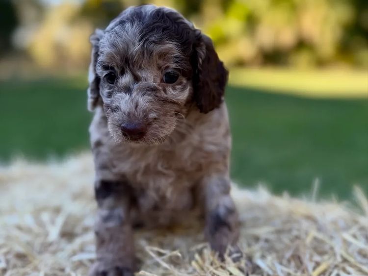 Sunshine Coast Puppies - Spoodles