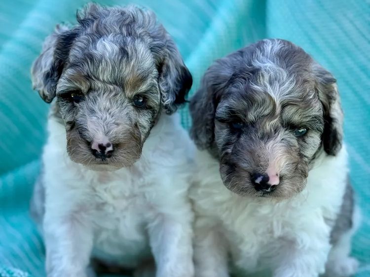 Sunshine Coast Puppies - Spoodles