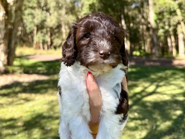 Sunshine Coast Puppies - Spoodles