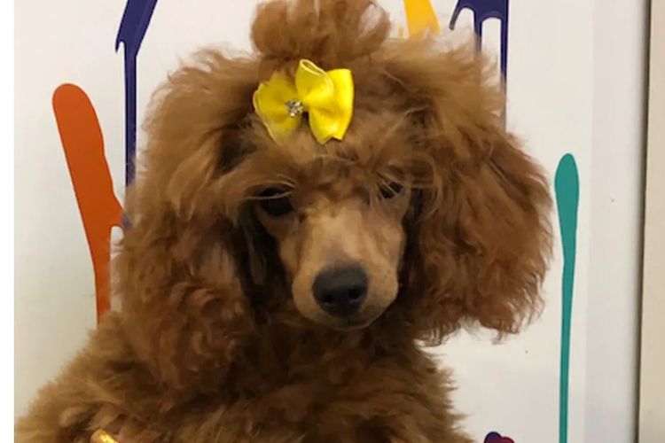 KUQEZI HAUS Toy Poodles