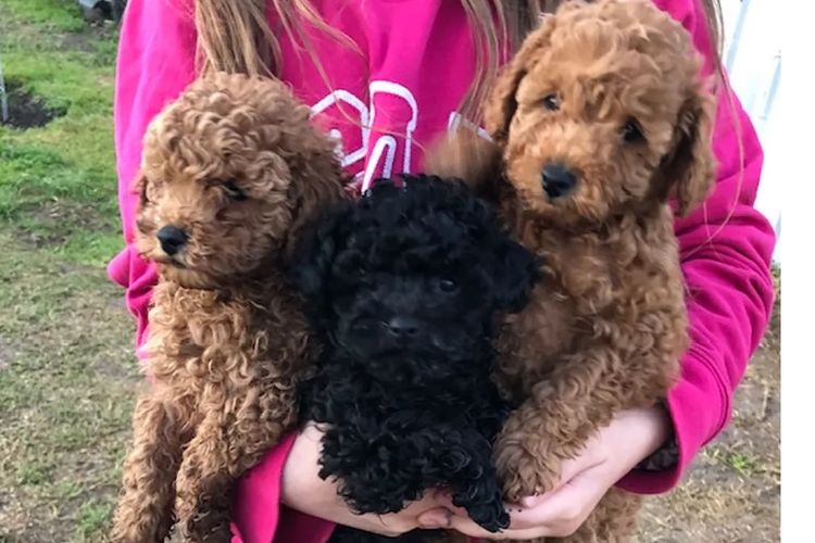 KUQEZI HAUS Toy Poodles