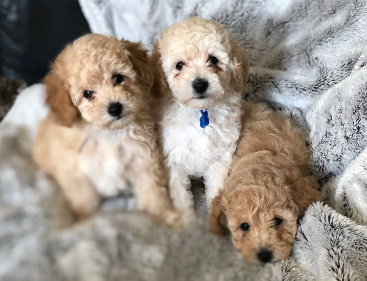 KUQEZI HAUS Toy Poodles