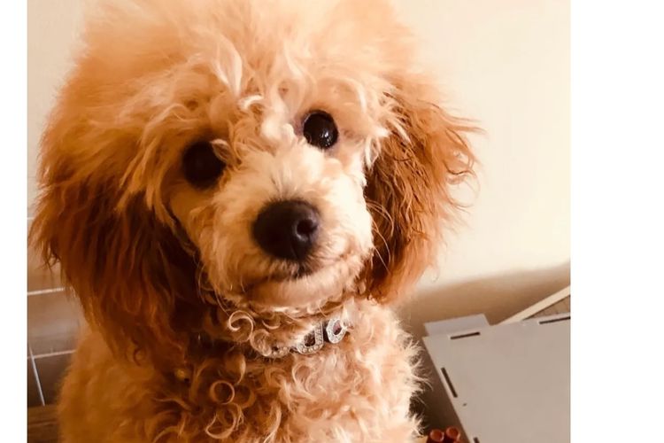 KUQEZI HAUS Toy Poodles