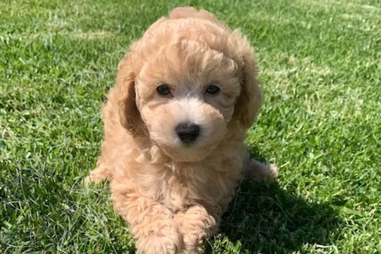 KUQEZI HAUS Toy Poodles