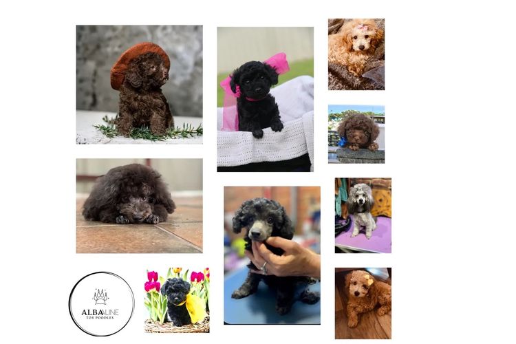 KUQEZI HAUS Toy Poodles