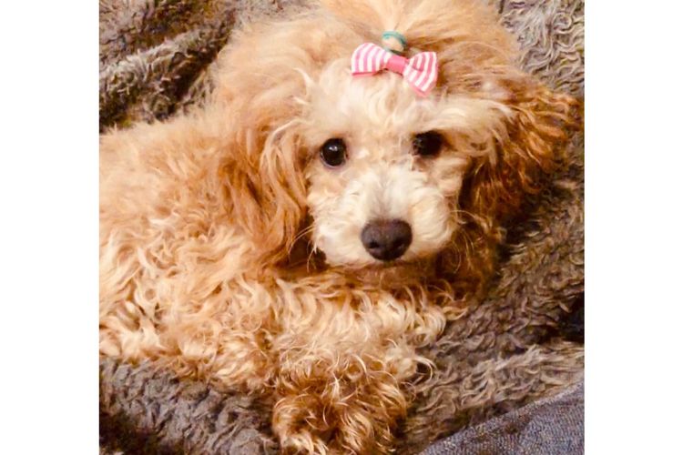 KUQEZI HAUS Toy Poodles