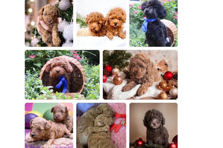 KUQEZI HAUS Toy Poodles