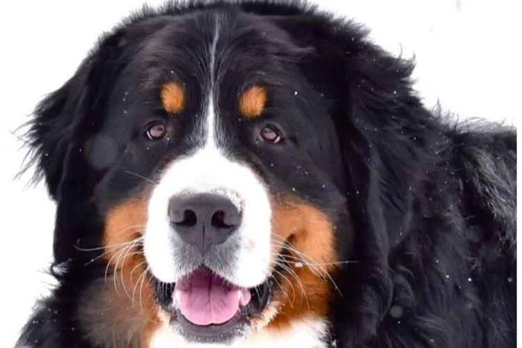 Coastal Bernedoodles - Bernedoodles and Groodles Australia