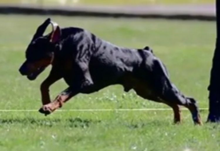 Bisart Dobermanns