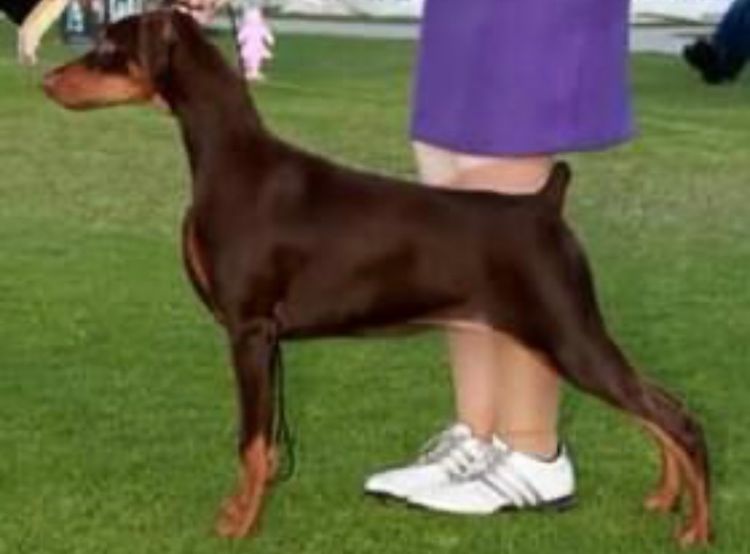Bisart Dobermanns