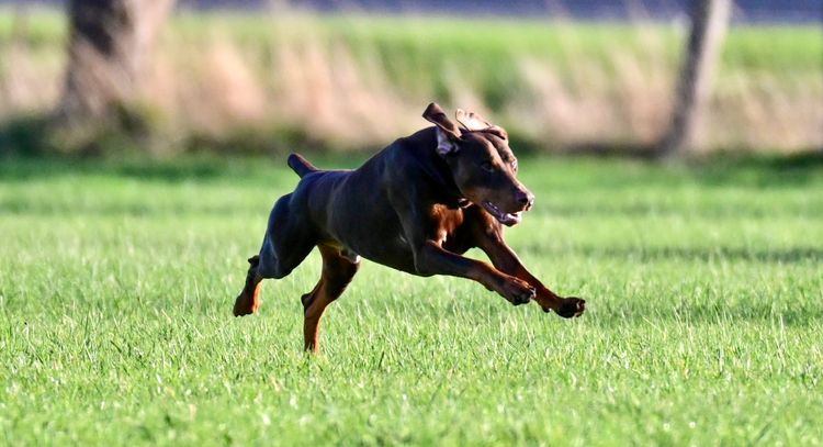 Bisart Dobermanns
