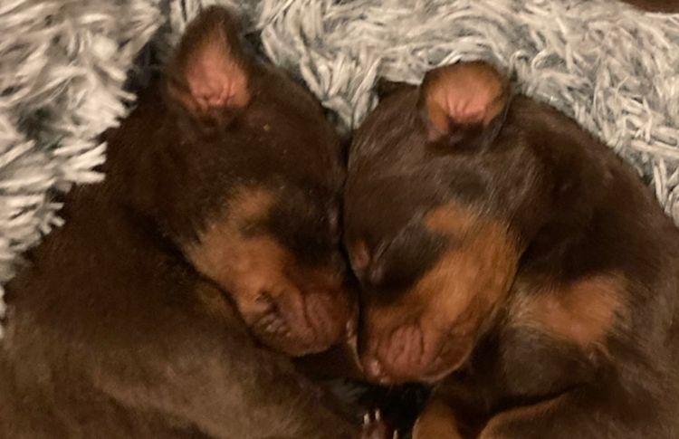 Bisart Dobermanns