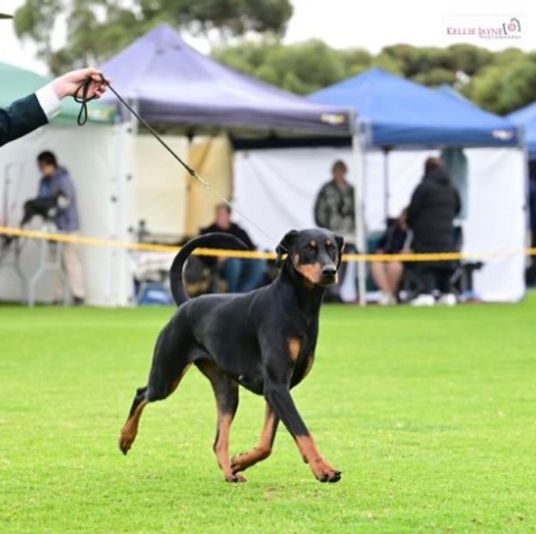 Bisart Dobermanns