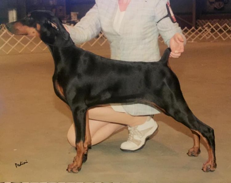 Bisart Dobermanns