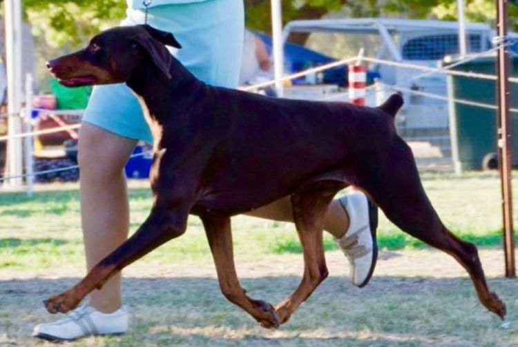 Bisart Dobermanns