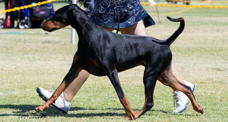 Bisart Dobermanns