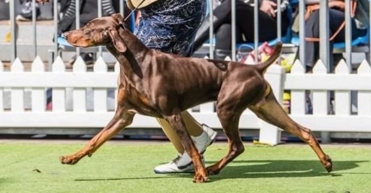 Bisart Dobermanns