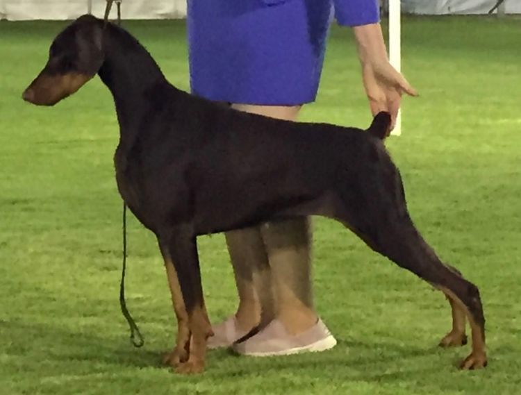 Bisart Dobermanns