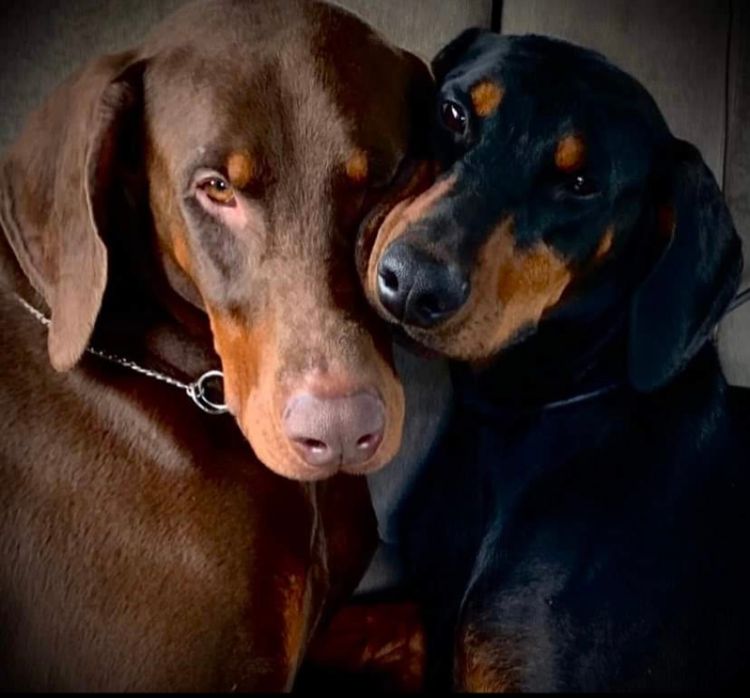 Bisart Dobermanns